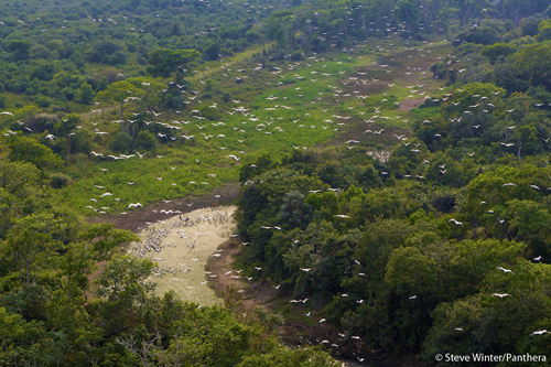 The Brazilian Pantanal is home to the highest density of jaguars in the world. Panthera is ensuring the future: of these jaguars by creating a protected jaguar corridor, conducting extensive ecological research, and partnering with local ranchers to interweave jaguar conservation and cattle management practices within the Pantanal. Photograph by Steve Winter courtesy of Panthera.